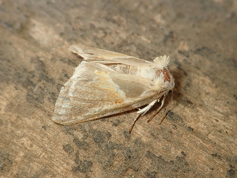 Habrosyne pyritoides - Drepanidae